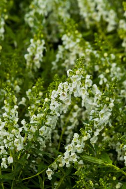 Güzel bahar çiçekleri