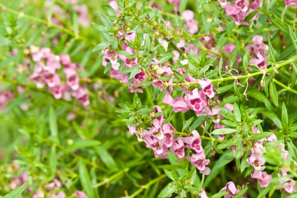 Lindas flores de primavera — Fotografia de Stock