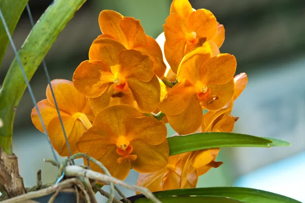 Hermosa orquídea púrpura — Foto de Stock