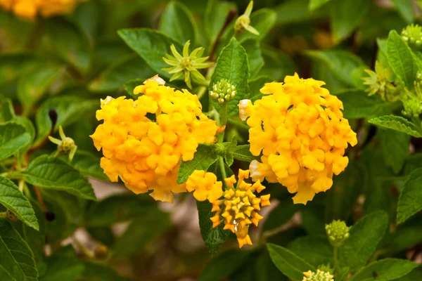 Mooie lentebloemen — Stockfoto