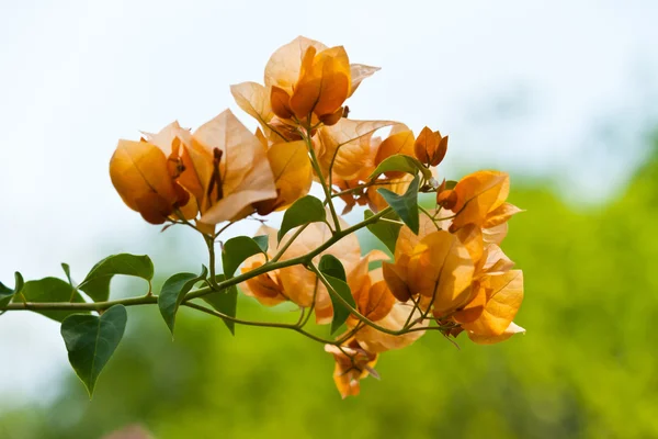 A bunch of bougainvillea — Stock Photo, Image