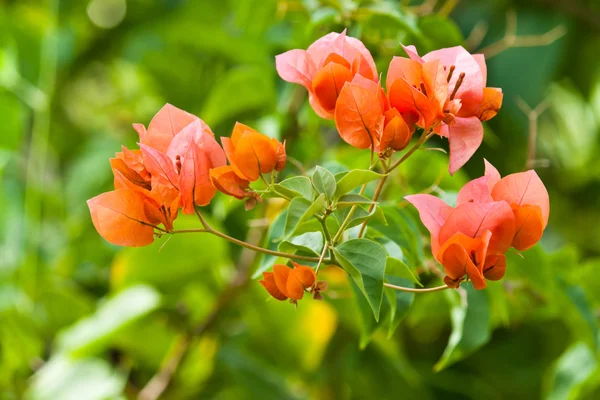 A bunch of bougainvillea — Stock Photo, Image