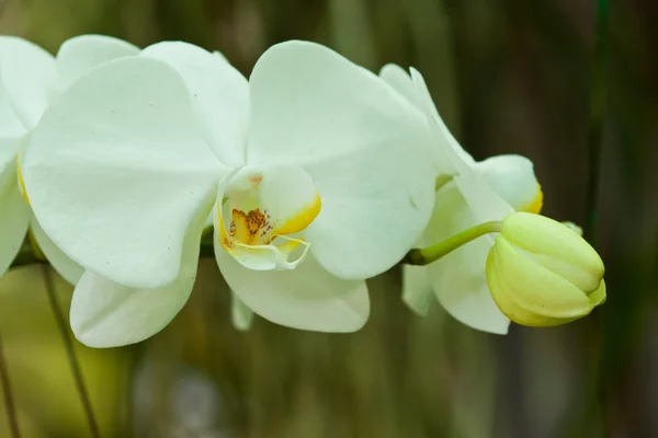 Bella orchidea viola — Foto Stock