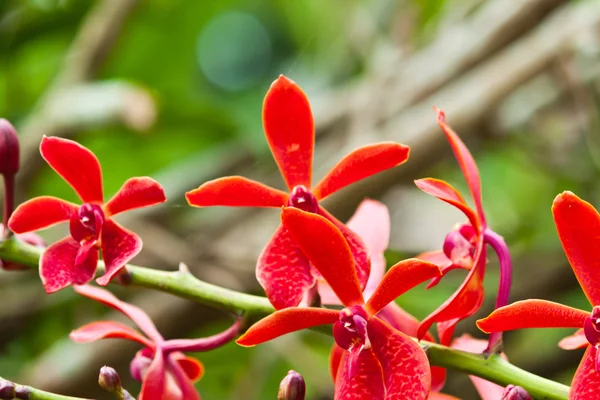 Hermosa orquídea púrpura — Foto de Stock