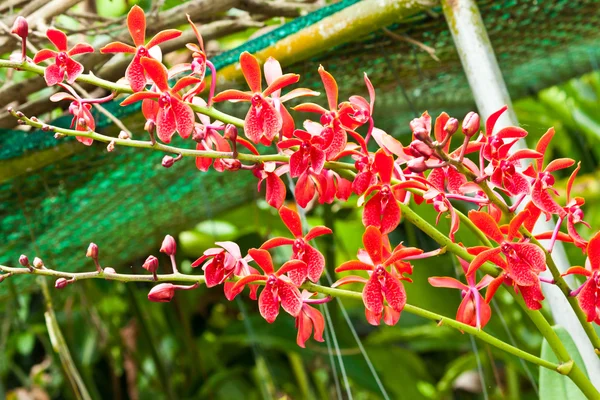 Schöne lila Orchidee — Stockfoto