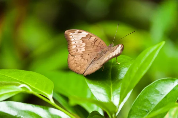 Borboleta — Fotografia de Stock