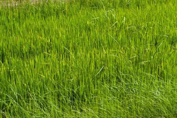 तांदूळ वनस्पती — स्टॉक फोटो, इमेज