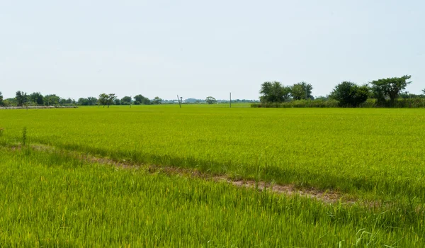 Planta de arroz — Foto de Stock
