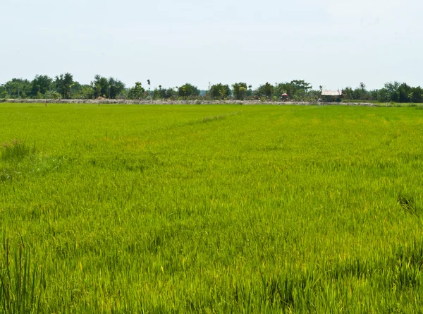 Planta de arroz — Fotografia de Stock