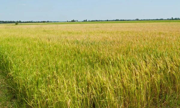 Rice plant — Stock Photo, Image