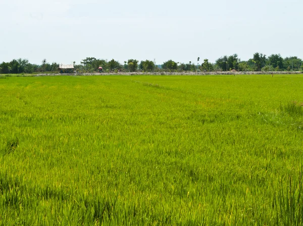 Rice plant — Stock Photo, Image