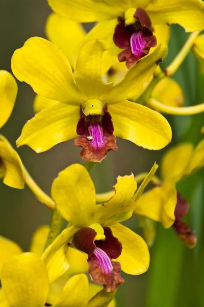 Bella orchidea viola — Foto Stock