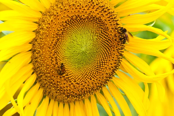 Hermosas flores del sol — Foto de Stock