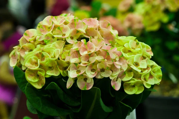 Euphorbia milli — Zdjęcie stockowe