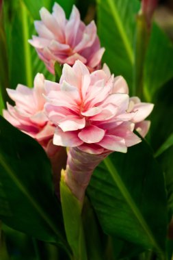 Güzel bahar çiçekleri