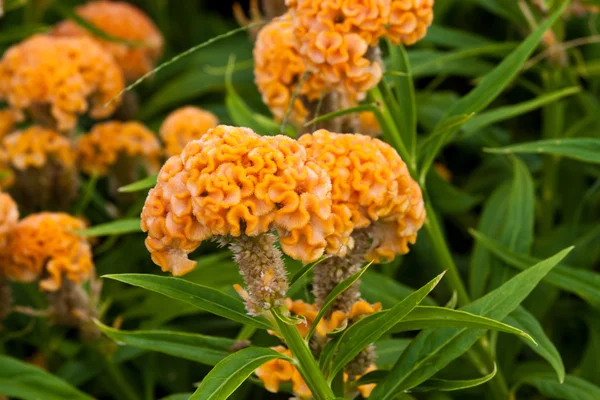 Lindas flores de primavera — Fotografia de Stock