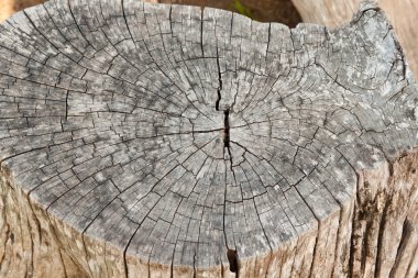 Ahşap duvar arkaplanı veya dokusu