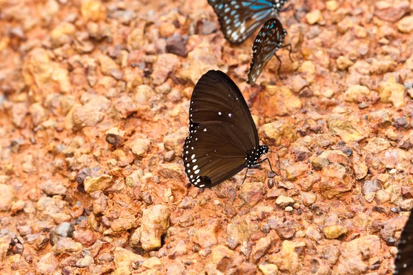 Schmetterling — Stockfoto