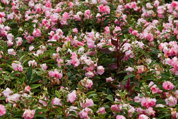 Hermosas flores de primavera —  Fotos de Stock