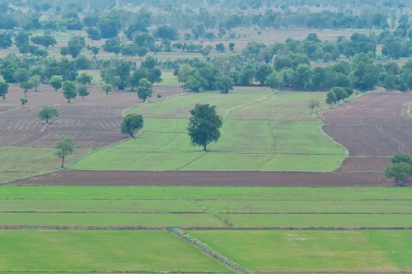 Paisaje de verano con hierba verde — Foto de Stock