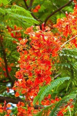 güzel ve değişik renkli çiçekler