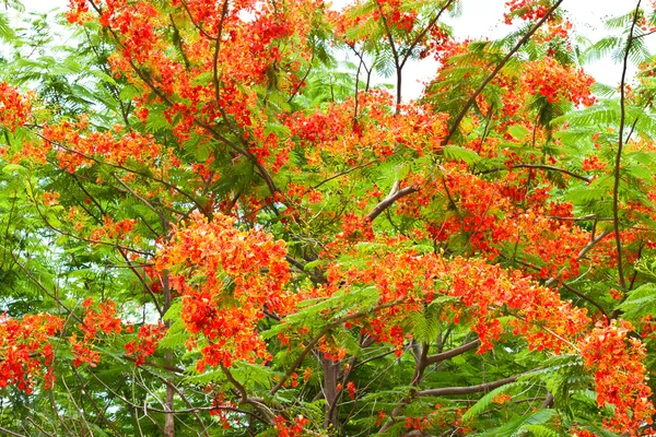 Bunte Blumen, die schön und vielfältig sind — Stockfoto