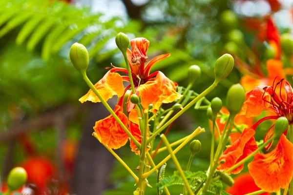 Güzel ve değişik renkli çiçekler — Stok fotoğraf