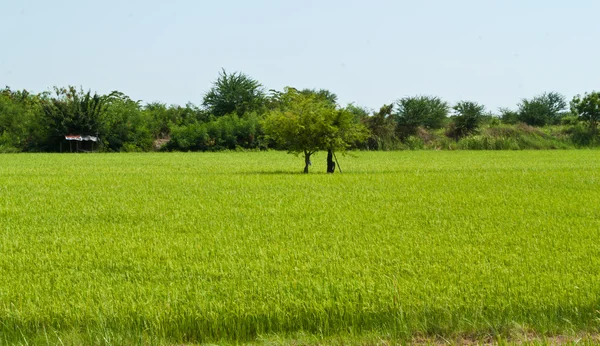 Planta de arroz — Foto de Stock