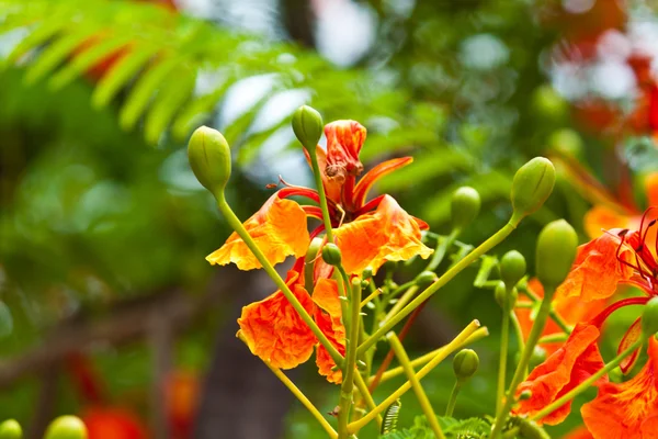 Bunte Blumen, die schön und vielfältig sind — Stockfoto