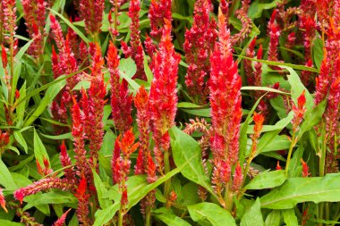 Güzel bahar çiçekleri