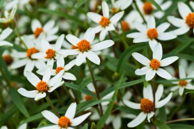Güzel bahar çiçekleri