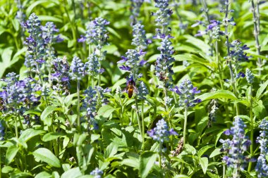 Güzel bahar çiçekleri