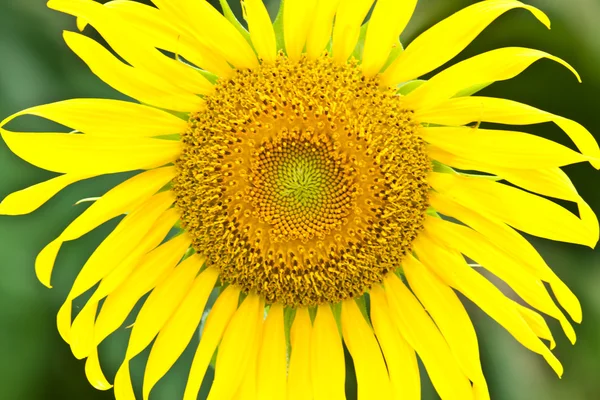 Mooie zon bloemen — Stockfoto