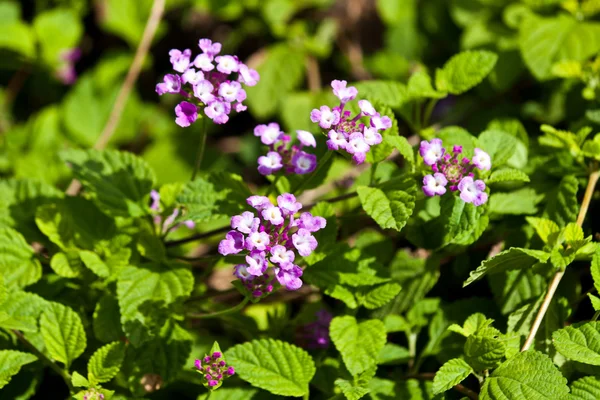 Lindas flores de primavera — Fotografia de Stock