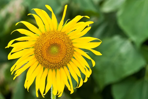 Belas flores do sol — Fotografia de Stock