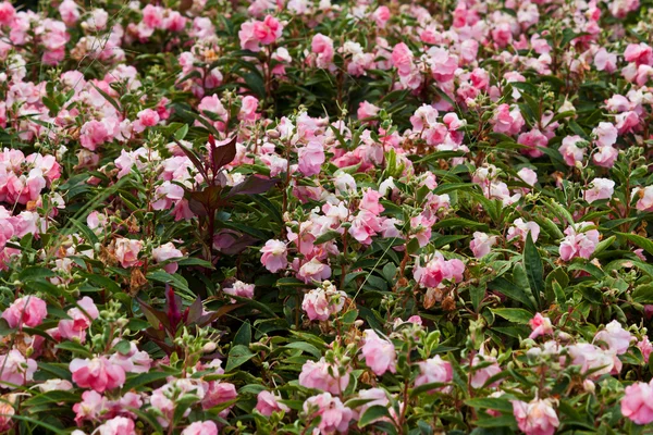 Bellissimi fiori primaverili — Foto Stock