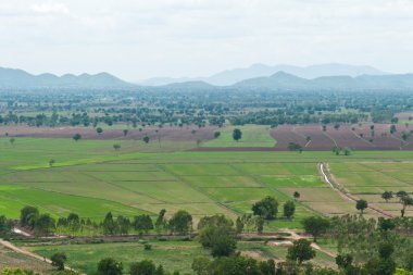 Yeşil çimenli yaz manzarası