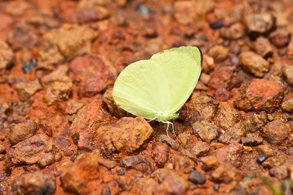 Butterfly — Stock Photo, Image