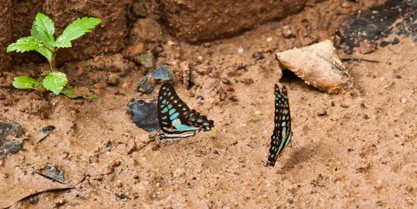 Mariposa. —  Fotos de Stock