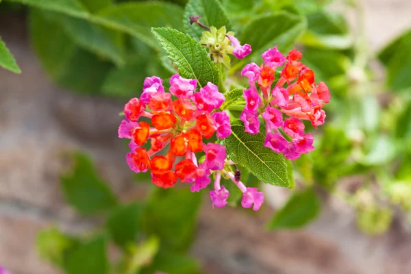 Schöne Frühlingsblumen — Stockfoto