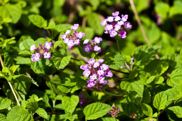 Lindas flores de primavera — Fotografia de Stock