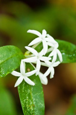 güzel ve değişik renkli çiçekler