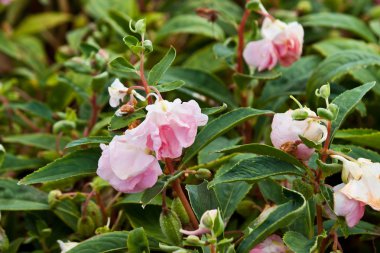 Güzel bahar çiçekleri