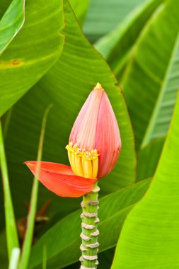 Güzel bahar çiçekleri