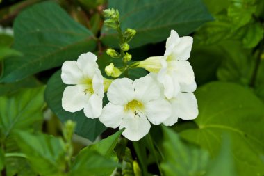 Güzel bahar çiçekleri