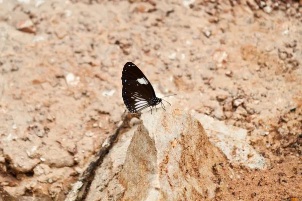 Schmetterling — Stockfoto