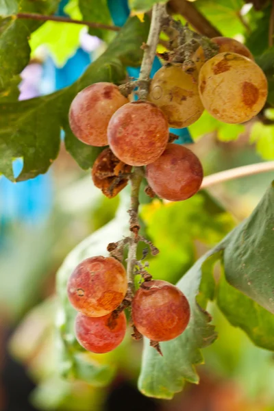 Rote Traube — Stockfoto