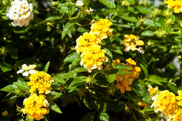 Beautiful spring flowers — Stock Photo, Image