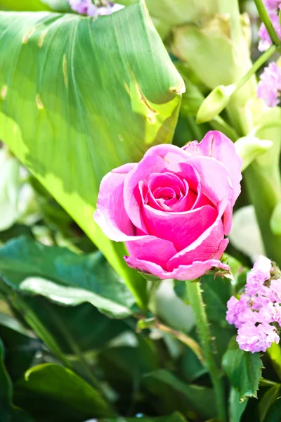 Beautiful spring flowers — Stock Photo, Image