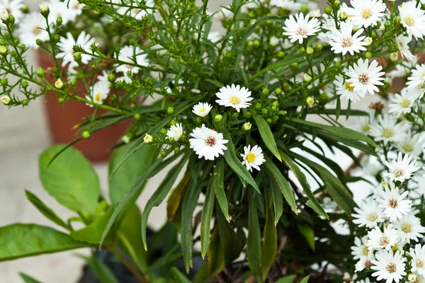 Beautiful spring flowers — Stock Photo, Image